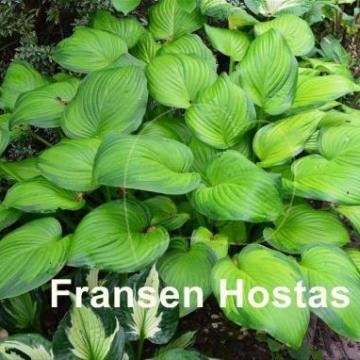 Hosta plantaginea 'Guacamole' Hosta plantaginea 'Guacamole'