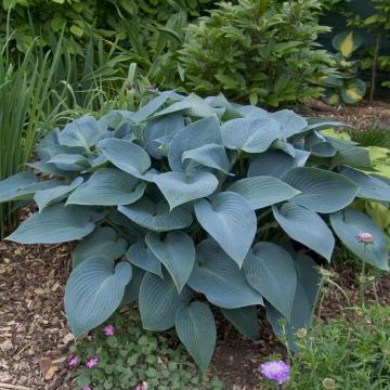 Hosta 'Halcyon' Hosta 'Halcyon'