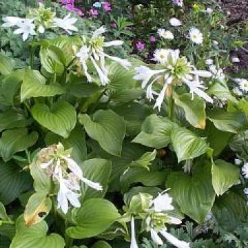 Hosta 'Grandiflora' (plantaginea) Hosta 'Grandiflora' (plantaginea)
