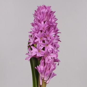 Hyacint 'Anna-Lisa'