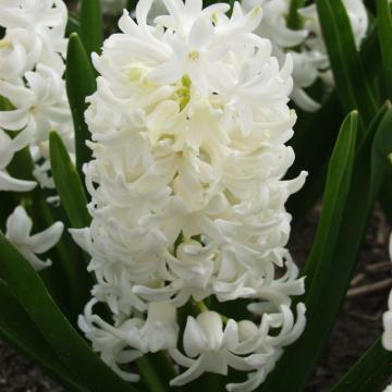 Hyacint 'Carnegie' 