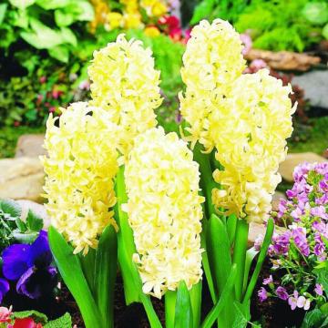 Hyacint 'City of Haarlem' e