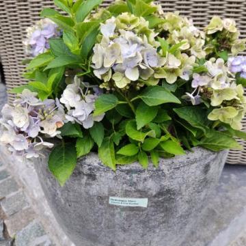 Hydrangea macr. 'Forever & Ever Hortbux'