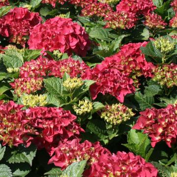 Hydrangea macrophylla 'Kardinal'