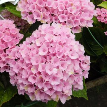 Hydrangea macrophylla 'Magical Evolution' 