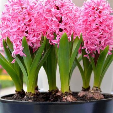 Hyacint 'Pink Pearl'