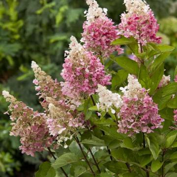 Hydrangea paniculata 'Pinky Winky'