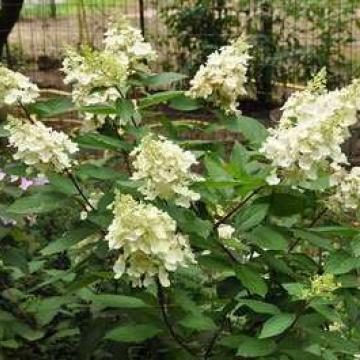 Hydrangea paniculata 'Pinky Winky'