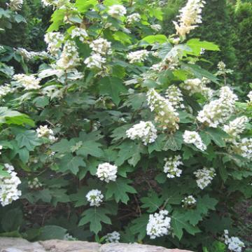 Hydrangea quercifolia 'Snowflake' Hydrangea quercifolia 'Snowflake'
