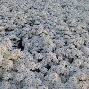 Iberis sempervirens 'Fishbeck' Iberis sempervirens 'Fishbeck'