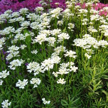 Iberis sempervirens 'Snowflake'