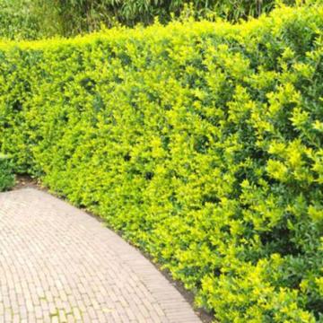 Ilex crenata 'Green Hedge'
