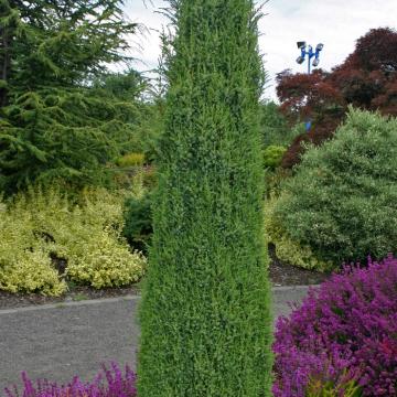 Juniperus com. 'Hibernica'