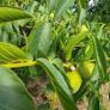 Juglans regia 'Chandler'