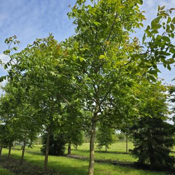 Juglans regia