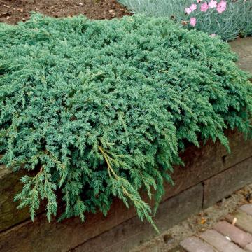 Juniperus squamata 'Blue Carpet'
