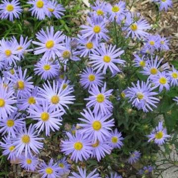 Kalimeris incisa 'Nana Blue'