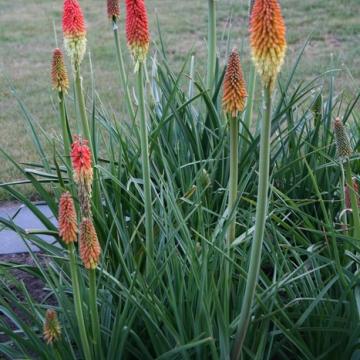 Kniphofia 