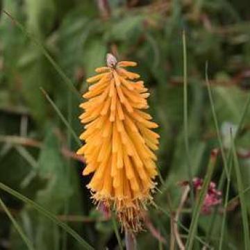Kniphofia 'Mango Popsicle'