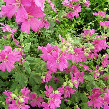 Lavatera 'Burgundy Wine'