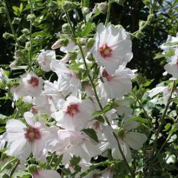 Lavatera 'Blushing Bride' ®