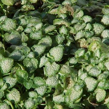 Lamium maculatum 'White Nancy' Lamium maculatum 'White Nancy'