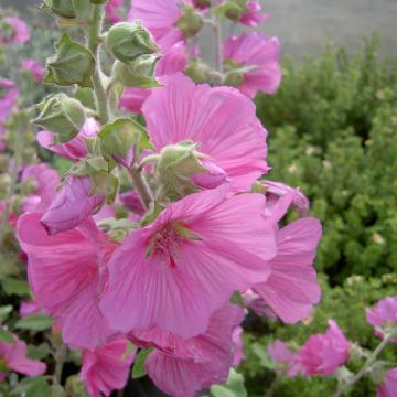 Lavatera olbia 'Rosea'