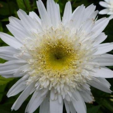 Leucanthemum superbum 'Wirral Supreme'