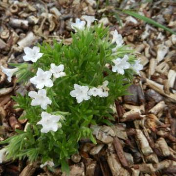 Lithodora diffusa 'Alba' Lithodora diffusa 'Alba'