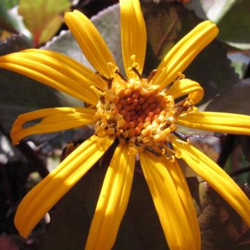 Ligularia dentata 'Britt-marie Crawford' Ligularia dentata 'Britt-marie Crawford'