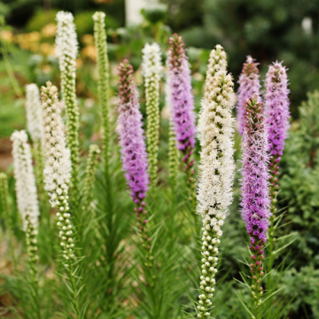 Liatris blauw en wit