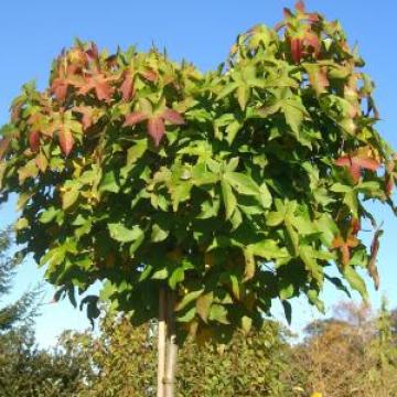 Liquidambar styraciflua 'Gumball'