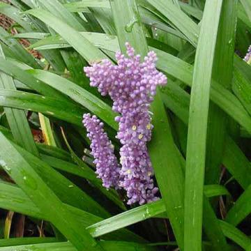 Liriope spicata