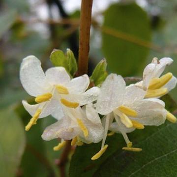 Lonicera fragrantissima