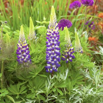 Lupinus 'Cierra'