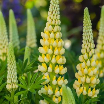 Lupinus 'Lenora'
