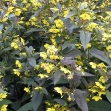 Lysimachia ciliata 'Firecracker' Lysimachia ciliata 'Firecracker'