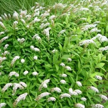 Lysimachia clethroides