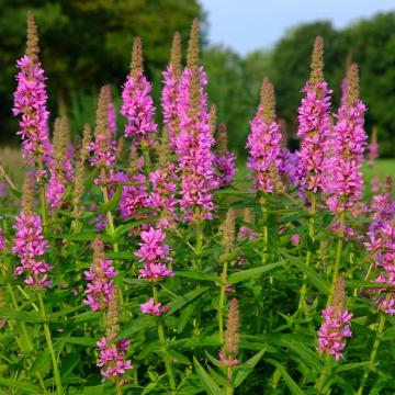 Lythrum salicaria 'Blush'