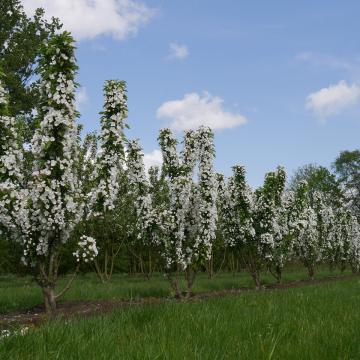 Malus 'Adirondack'