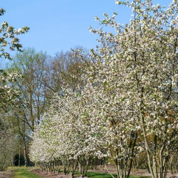 Malus 'Evereste'