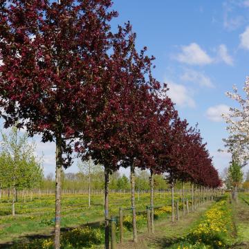 Malus 'Royalty'