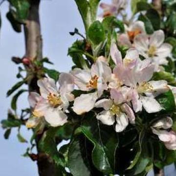 Malus ballerina 'Red Sensation'
