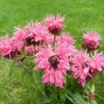 Monarda 'Cranberry Lace'