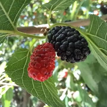 Morus nigra 'Wellington'