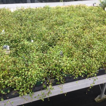 Muehlenbeckia axillaris (=complexa)  Muehlenbeckia axillaris (=complexa)