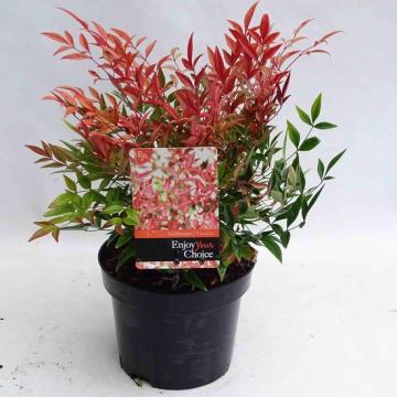 Nandina domestica 