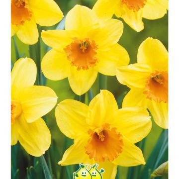 Narcis 'Fortissimo'