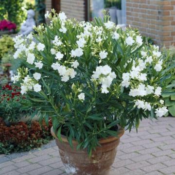Nerium oleander 'Bianco'