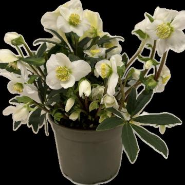 Helleborus niger 'Freddy'